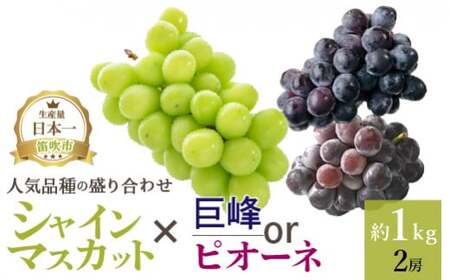 ＜25年発送先行予約＞厳選!! 池田青果の【大人気ぶどう2種盛り合わせ】シャインマスカット・巨峰 or ピオーネ（1.0kg）173-002 | ぶどうセット ぶどう盛り合わせ ぶどう食べ比べ 巨峰 ピオーネ シャインマスカット 大人気ぶどう 山梨県産ぶどう |