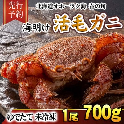 【先行予約】北海道オホーツク産海明け活毛ガニボイル未冷凍チルド冷蔵配送700g前後×1尾_05669【配送不可地域：離島】【1712358】