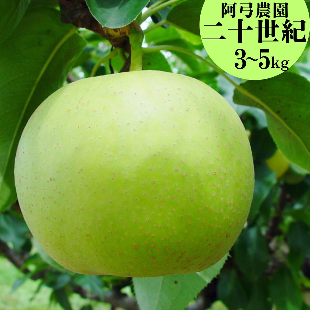 【ふるさと納税】梨 二十世紀 5kg 3kg 鳥取県産 阿弓農園 | 二十世紀梨 鳥取県 湯梨浜町 果物 フルーツ 特産品 ※2026年8月中旬～9月上旬頃に順次発送予定 先行予約 新鮮 人気 おすすめ 送料無料 選べる 内容量