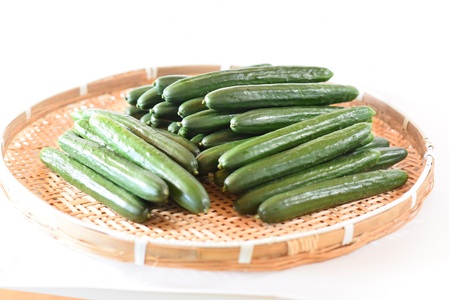 【先行予約】【期間限定】パリッと甘い魔法のきゅうり マジキュー4.5kg(約4.5kg)パリッと甘い魔法のキュウリ「マジキュー」漬物や天ぷらに！