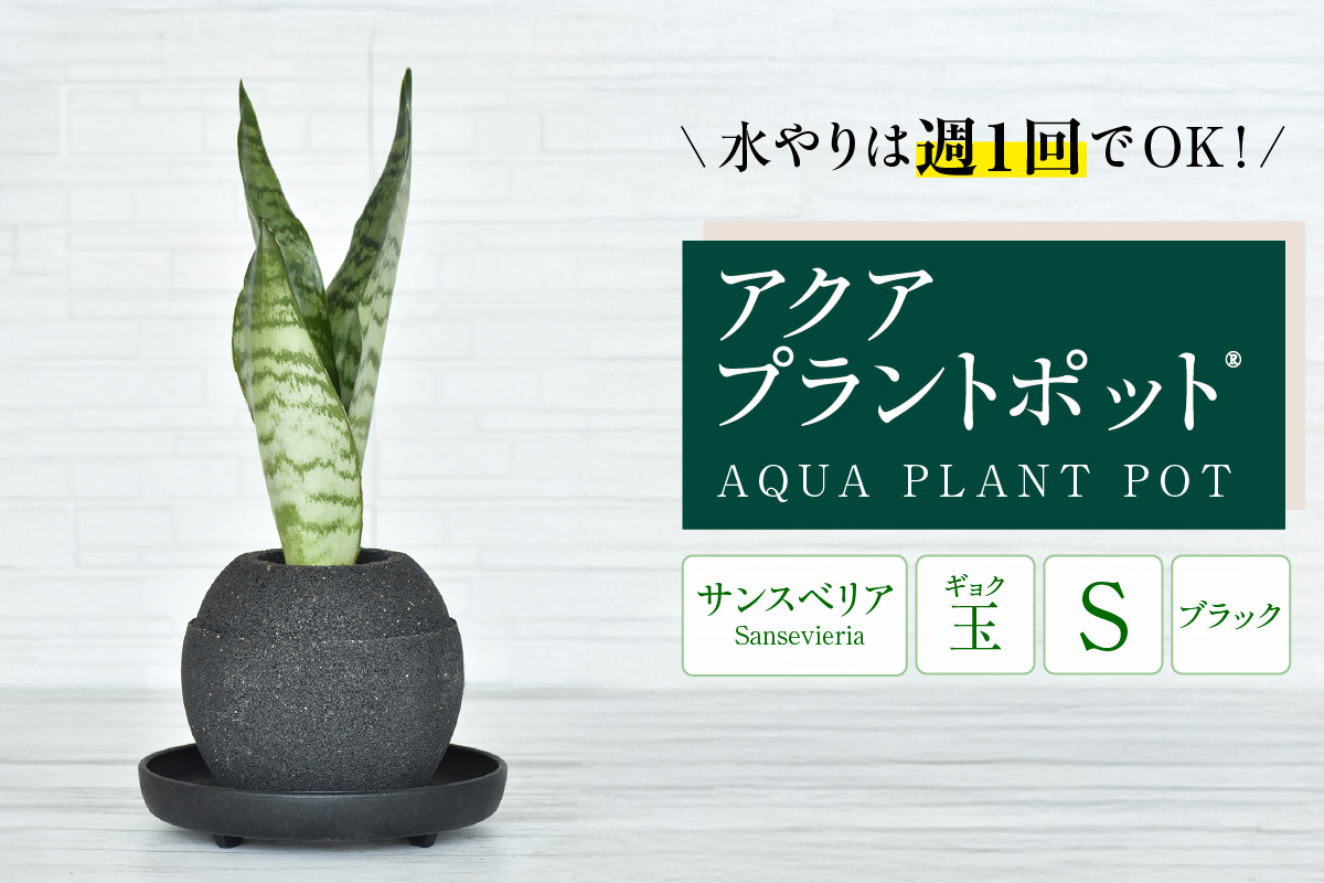 【母の日】アクアプラントポット®　玉Ｓ（ブラック） 植木鉢　サンスベリア（2086）
