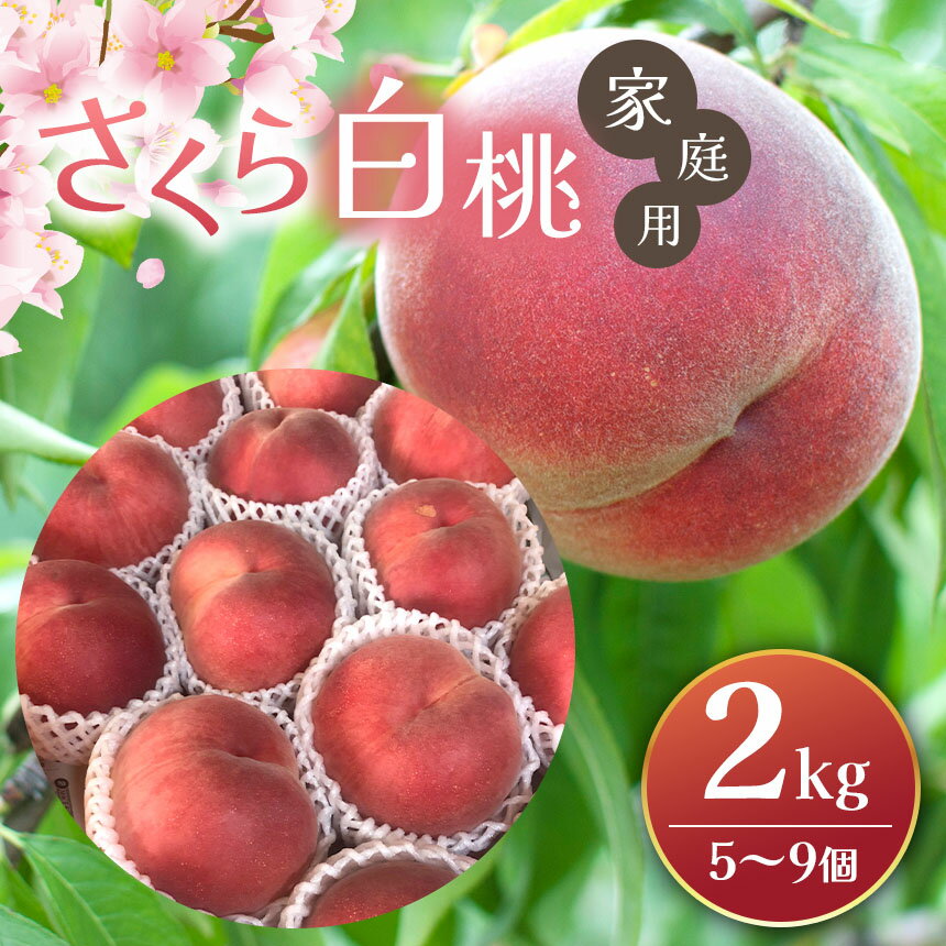 【ふるさと納税】さくら白桃 2kg(5個～9個)【先行予約】｜ふるさと納税 信州 松本 白桃 もも 桃 ピーチ 果物 フルーツ 甘い おすすめ