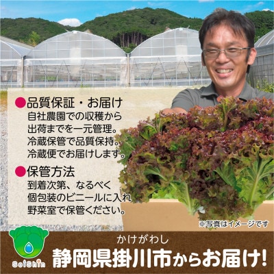 【1種×6株】山里の湧き水育ちリーフレタス「掛川ラットゥーガ・ロロロッサ」【配送不可地域：離島・北海道・沖縄県・四国・九州】