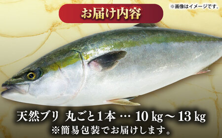 壱岐産　天然ブリ　丸ごと1本　10㎏～13㎏《壱岐市》 【みやげ処 縁由】[JBJ033]