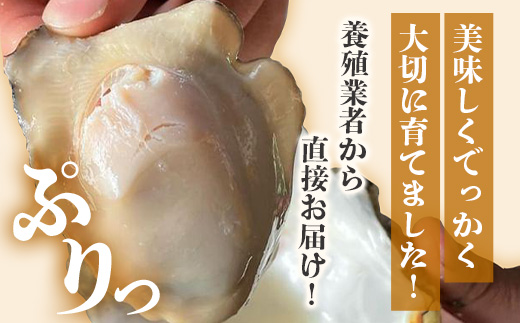 【期間限定】【牡蠣】【有明海】かしまん牡蠣(養殖）殻付き　3kg　かき　佐賀県　鹿島市　有明海　C-114