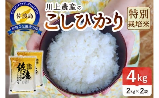 【レビューキャンペーン実施中！】令和7年産 佐渡 川上農産のコシヒカリ （2kg×2）