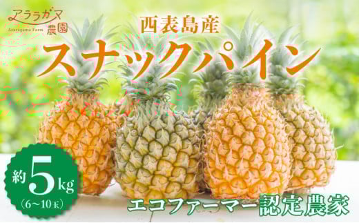 2025年5月中旬発送開始予定。『ちぎって食べる！？』スナックパイン★香り高く酸味が少ない★黄金色した甘～いパイン★スナックパイン5㎏（6～10個）