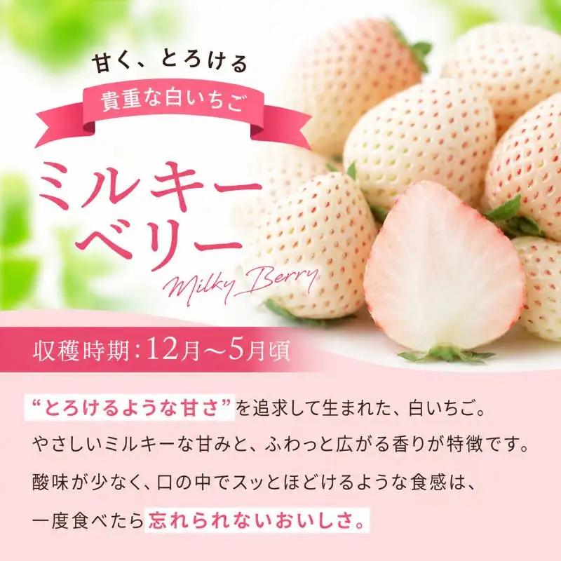 白いちご「ミルキーベリー」 560g (280g×2P)|  栃木県 矢板市 澳原いちご農園