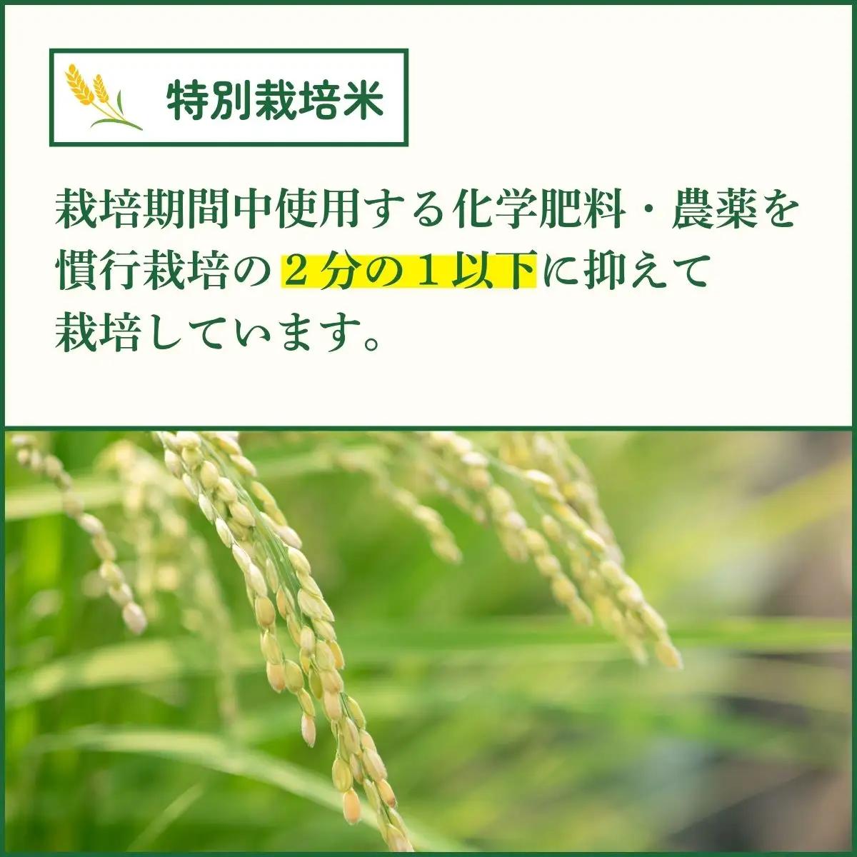 特別栽培米 丹波コシヒカリ 玄米 10kg 〈丹波市産〉 玄米 コシヒカリ