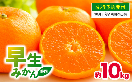 【 先行予約 : 2026年10月下旬～発送予定 】 早生 みかん 10kg 静岡県産 果物 国産 フルーツ 柑橘 蜜柑 ミカン 大小 ミックス 不揃い  温州 ビタミン 美味しい