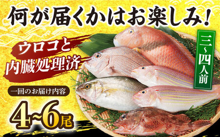 【3回定期便】朝獲れ！平戸地魚詰合せ定期便【平戸瀬戸市場協同組合】[KAA303]/ 長崎 平戸 魚介類 魚 鮮魚 内臓処理 下処理 旬魚 海鮮 定期便