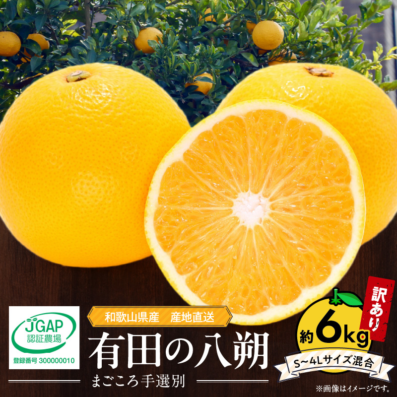 【先行予約】和歌山県産 有田の 八朔 (はっさく) 【訳あり 家庭用】 6kg(S～4Lサイズ混合)【まごころ手選別】