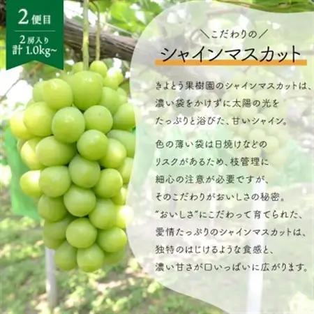 【発送月固定定期便】ピオーネとシャインマスカットの人気便 (2房入/1.0kg) (岡山県産)全2回【配送不可地域：離島・北海道・沖縄県】【4078996】