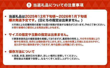先行予約 スイートスプリング 約3kg（12～20玉） 2025年12月下旬～2026年1月下旬頃発送予定