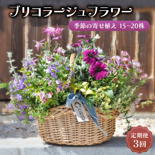 【定期便3回】季節のお花が楽しめる☆お花屋さんの定期便 3回 ブリコラージュフラワー 寄せ植え 15～20株