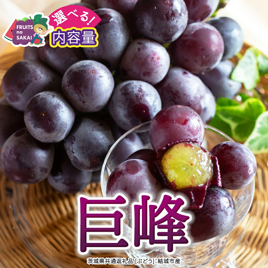 【ふるさと納税】 ＼ 選べる内容量 ／巨峰 約1.3kg(約2房) / 約2kg(約4房) / 約5kg(約8〜12房)【2026年7月より発送開始】（茨城県共通返礼品 [ぶどう]：結城市産） ぶどう 果物 フルーツ デザート 茨城県 ギフト 高級 旬
