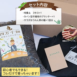 ベランダでも育てられるサラダほうれん草栽培キット　Fis-A06 趣味 ガーデニング 家庭菜園 園芸 ベランダ菜園 プランター 種 種子 プロ仕様の肥料 培養土 サラダに 苗 植物 家庭菜園 花壇 プ