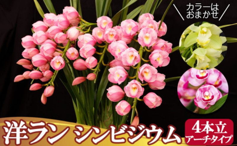 
            洋ラン シンビジウム (4本立て) アーチタイプ 草場農園 蘭 花 お花 ※配送不可：北海道
          