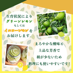 【先行予約 国産 レモン】 2.5kg れもん 檸檬 タタラ商店 