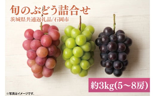 【2026年9月初旬より順次発送】【数量限定】旬のぶどう詰合せ 色とりどり 約3kg(5～8房) 【茨城県共通返礼品/石岡市】茨城県 巨峰 シャインマスカット ブドウ ぶどう フルーツ 果物 くだもの 濃厚 種あり（MH-3）