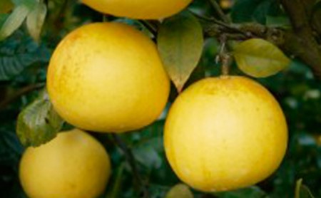 先行予約 土佐文旦 4kg 8000円 みかん 文旦 ぶんたん 国産 産地直送 農家直送 期間限定 数量限定 ビタミン 特産品 人気 限定 さわやか 甘い フルーツ 果物 果実 柑橘 蜜柑 糖度 果樹