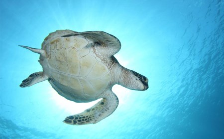 奄美の海を満喫　３ボートダイビング（ランチ付き）【ライセンス保有の方対象】