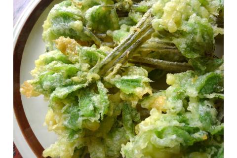 【4月上旬より発送】雪国山菜 コシアブラ 200g×1パック 山菜 採れたて 国産 新潟産 冷蔵便 山菜の女王 こしあぶら 春 天ぷら おひたし パスタ 新潟県 妙高市