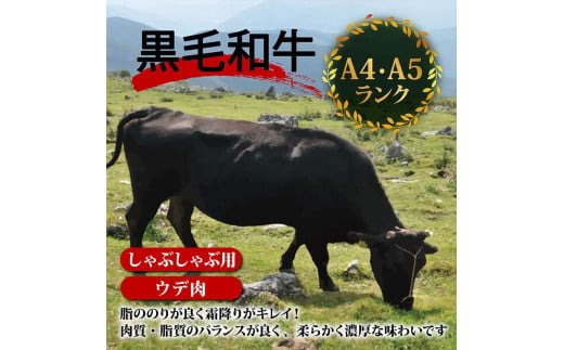 【定期6回】土佐黒毛和牛ウデ肉しゃぶしゃぶ用 計4.8kg【800g×6ヶ月連続お届け】 3Aコース