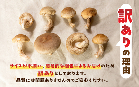 大容量 訳あり 生しいたけ 約 1.2kg 大容量  まるごと家 [mt1622]