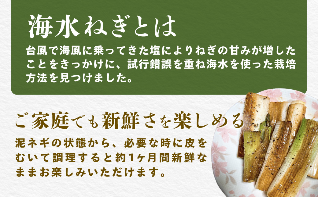 【先行予約】】【発送期間は12月～2月】地元の道の駅オライはすぬまで大人気の農家から直送! 山武市で限定栽培のミネラルが豊富で甘みたっぷりの「海水ネギ」７kg以上（泥ネギでドドンと配送）    SMC