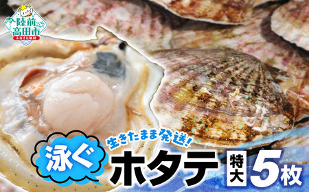 【泳ぐほたて】殻付き活ホタテ特大サイズ5枚 刺身 魚介 帆立