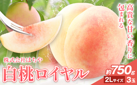 【2026年発送】岡山白桃 ロイヤル 約750g 株式会社はちや 