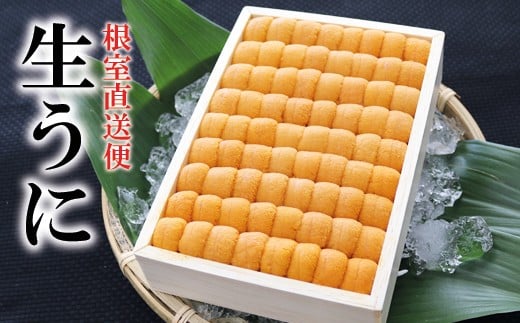 E-71030【年内配送可】 エゾバフンウニ弁当並べ詰め250g×2折[11月中旬以降発送]