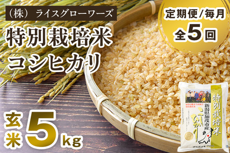 【令和8年産新米先行予約】【定期便5ヶ月毎月お届け】新潟県加茂市産 特別栽培米コシヒカリ 玄米5kg《10月上旬～順次出荷》 従来品種コシヒカリ （株）ライスグローワーズ