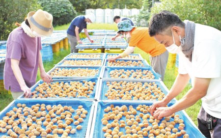 梅干し 梅 うめ ウメ 梅干 完熟 無添加 大容量 和歌山県 北山村 昔ながら 家庭用 白梅 無添加人気 大容量 2.5キロ 大粒 肉 厚 お米 おにぎり 焼酎 梅酒 健康 ＼たっぷり2.5kg／ 【