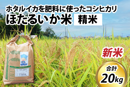 【順次発送中】【新米】ほたるいか米（新米/精米２０kg）※10月以降順次発送