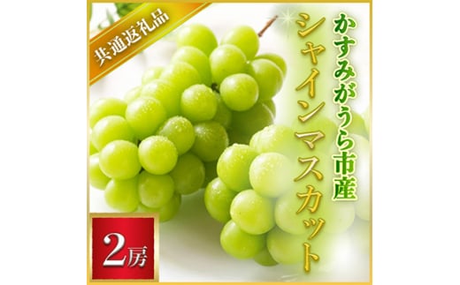 ＜2024年7月より順次発送予定＞シャインマスカット　2房(県内共通返礼品:かすみがうら市産)【1401732】