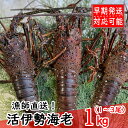 【ふるさと納税】【漁師直送】活伊勢海老1kg〈お刺身・お鍋などにおすすめ〉 天然 国産 魚介 海鮮 惣菜 送料無料 ＜ii005＞