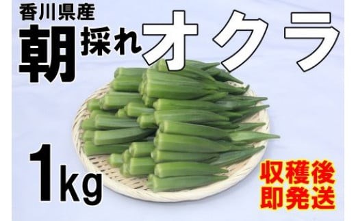 
                  【2026年産】 善通寺市産オクラ １kg_Z2600120
                