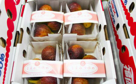 福岡県ブランドいちじく「博多とよみつひめ」4パック 無花果 イチジク 果物 くだもの フルーツ 【2025年8月下旬～2025年10月下旬発送予定】