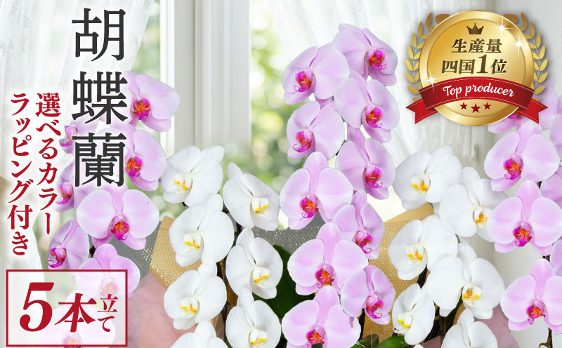 指定日配達 胡蝶蘭 5本立て 紅白 花 はな お花 日付指定 記念日 お祝い プレゼント ギフト 贈答 贈り物 選べる カラー ラッピング 鉢花 鉢植え 洋蘭 洋ラン 冠婚葬祭 蘭 らん 新築祝い 豪華 華 華やか はなやか 敬老 誕生日 人気 ランキング おいわい 開店祝い 開業祝い こちょうらん きねんび 四国 生産数 一位 1位 いちい ふるさと納税 大輪 産地直送