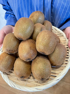 キウイ 2kg 愛媛 国産キウイフルーツ ヘイワード 【2025年11月発送】 数量限定 伊予市｜A20