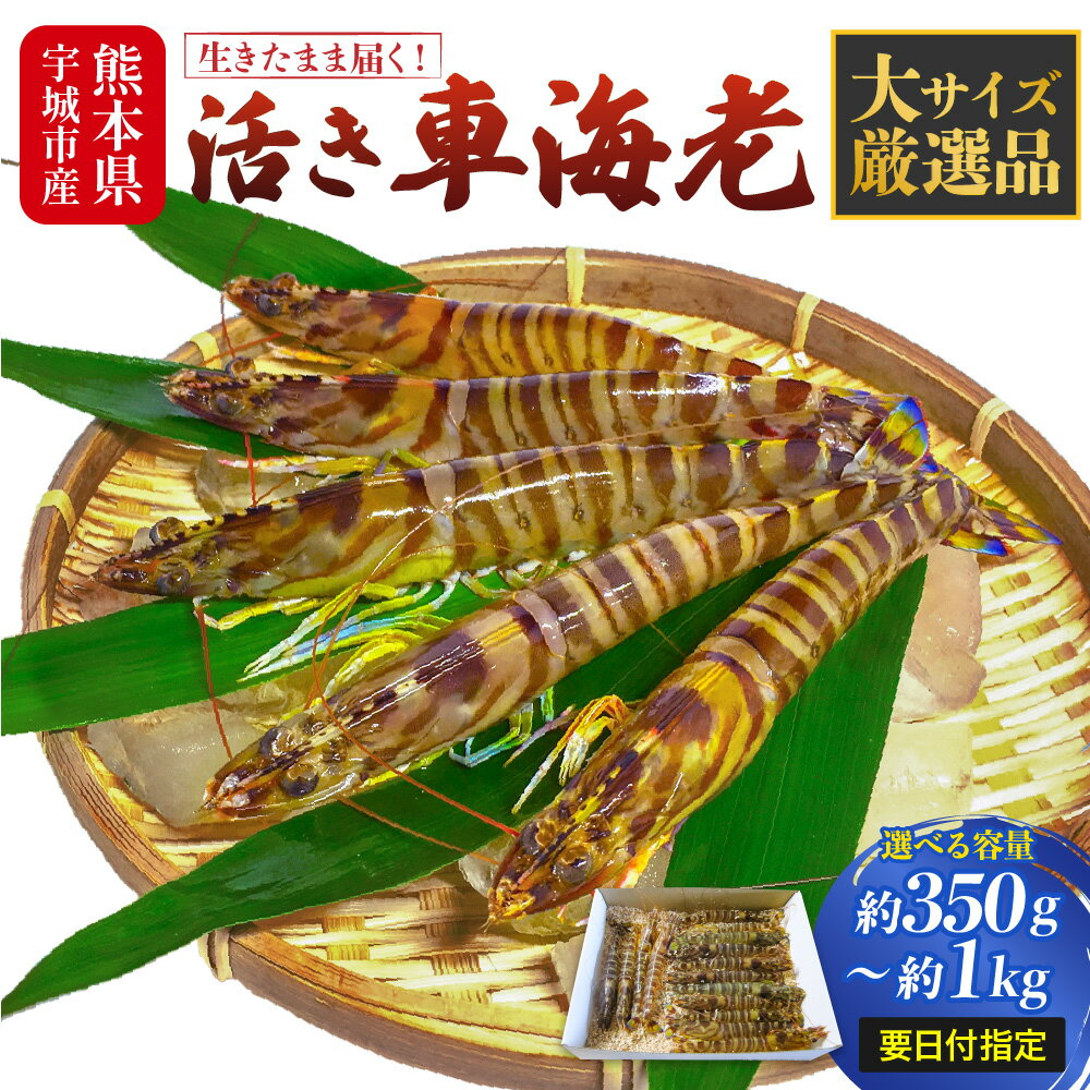 【ふるさと納税】【配送日必須】先行予約 熊本県産 活き車海老 約350g〜1kg 8〜34尾程度（大サイズ厳選品） 生きたまま 活き 車エビ 海老 えび エビ 海鮮 魚介類 新鮮 国産 九州産 熊本県産 送料無料 【発送期間12月01日から2月28日】