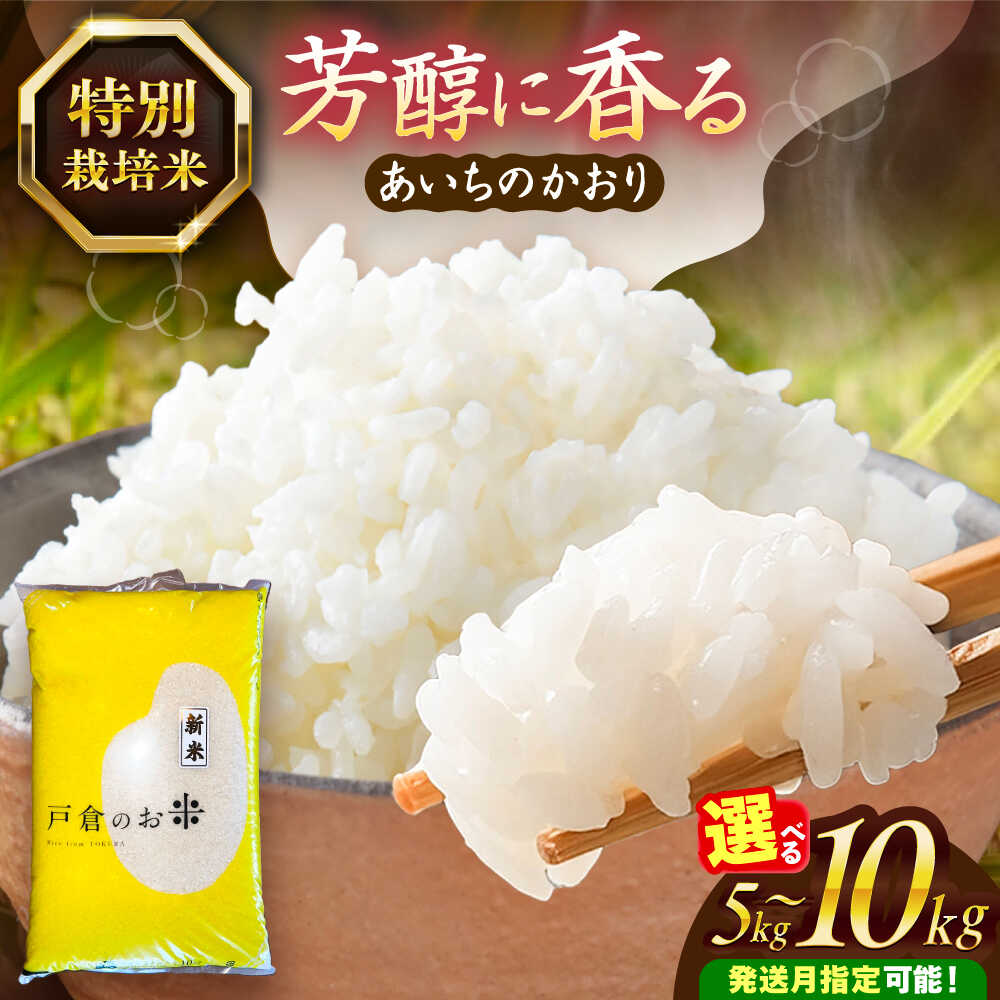 【ふるさと納税】＼選べる内容量・発送月／ あいちのかおり 白米 5kg / 10kg お米 ご飯 愛西市 / 戸倉トラクター 【配達不可：離島】[AECS001]