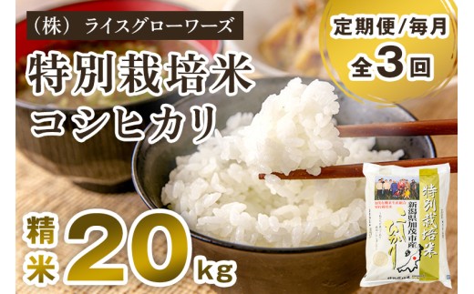 【令和7年産】【定期便3回毎月お届け】新潟県加茂市産 特別栽培米 コシヒカリ 精米 20kg（5kg×4） 《順次出荷》 従来品種コシヒカリ 新潟県産コシヒカリ 新潟産コシヒカリ 新潟コシヒカリ 新潟県産こしひかり 新潟産こしひかり 新潟こしひかり コシヒカリ こしひかり お米 白米 米 定期便 （株）ライスグローワーズ