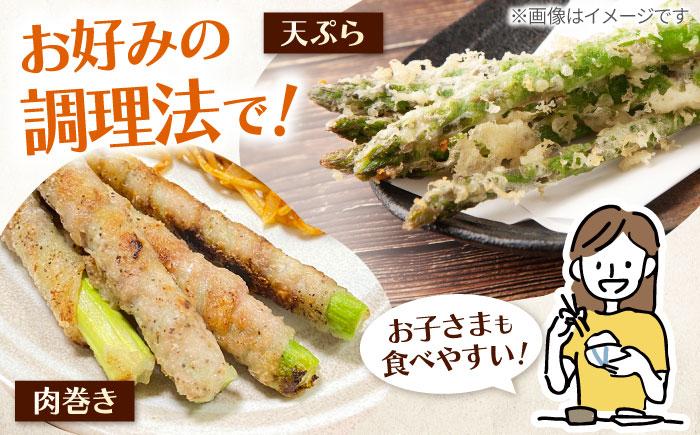 【2026年4月以降発送】甘くやわらか！こだわり 春芽 アスパラガス 約1kg【ふぁふぁふぁーむ】アスパラ [ICS001]