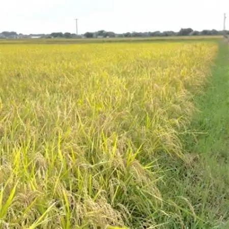 【令和7年産】初霜(源種)5分づき10kg　(栽培期間中農薬・化学肥料不使用)【1721466】