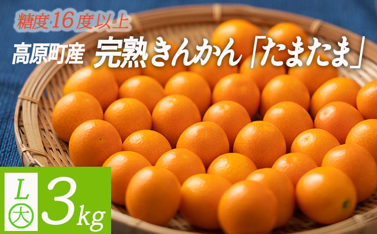 
            高原町産完熟きんかん『たまたま』L玉（大） 3kg [宮崎県産 金柑 まるかじり お菓子 甘露煮 サラダ] TF0052-P00015
          