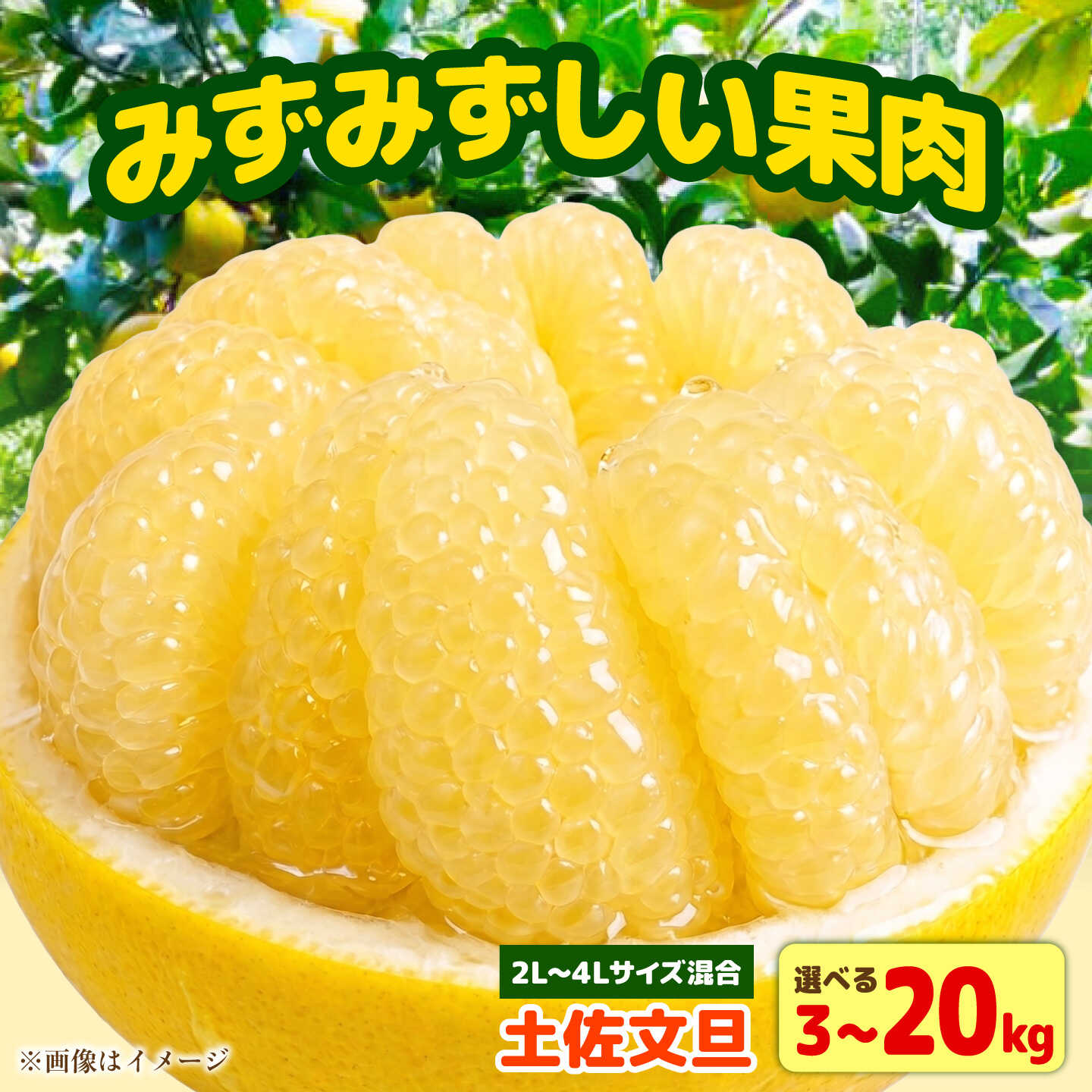 【ふるさと納税】【先行予約】【選べる内容量】土佐文旦 大玉 家庭用 約3-20kg（2L-4Lサイズ混合）＜2027年1月下旬から順次発送＞ 土佐文旦 高知 柑橘 フルーツ ぶんたん 果物 甘い 旬 産直 お取り寄せ 季節限定 高知県土佐市/玉木農園[BQAJ002]