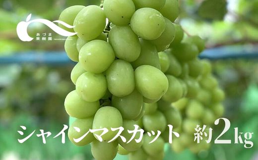 No.2334ぶどう（シャインマスカット）（約2kg）【2025年発送】